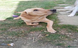 Mixed Breed dogs for sale: 6 month old siberian husky x labrador male - Image 6