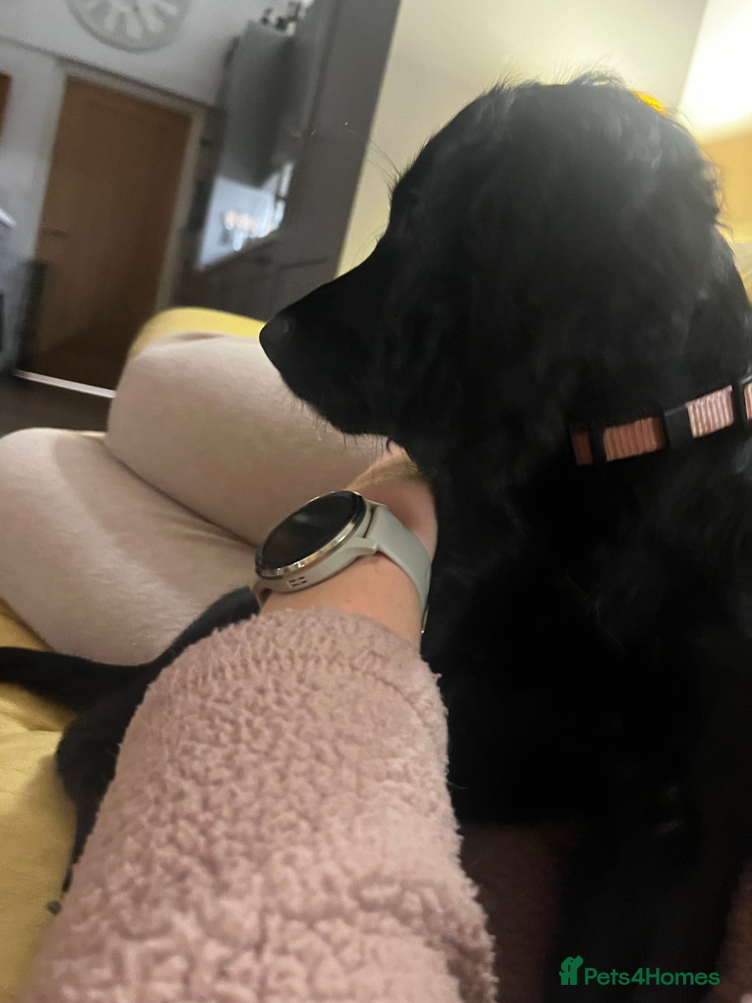 Cocker Spaniel dogs for sale: Gorgeous KC Working Cocker Spaniel Puppy Available - Image 30