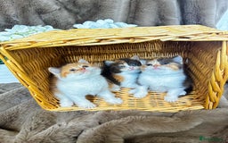 British Shorthair cats for sale: Tica reg 🌈 10colours British shorthair kittens  - Image 2