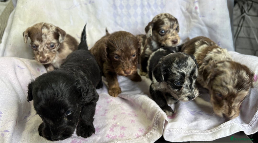 Doxiepoo dogs for sale: GORGEOUS DOXIEPOO PUPPIES  - Advert 6