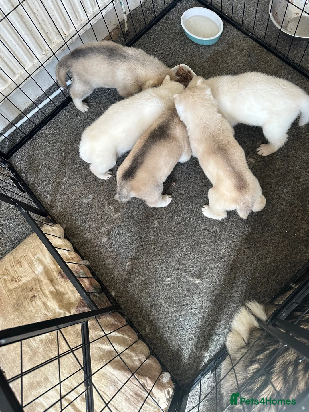 Siberian Husky dogs for sale: Adorable Husky Puppies  - Advert 2