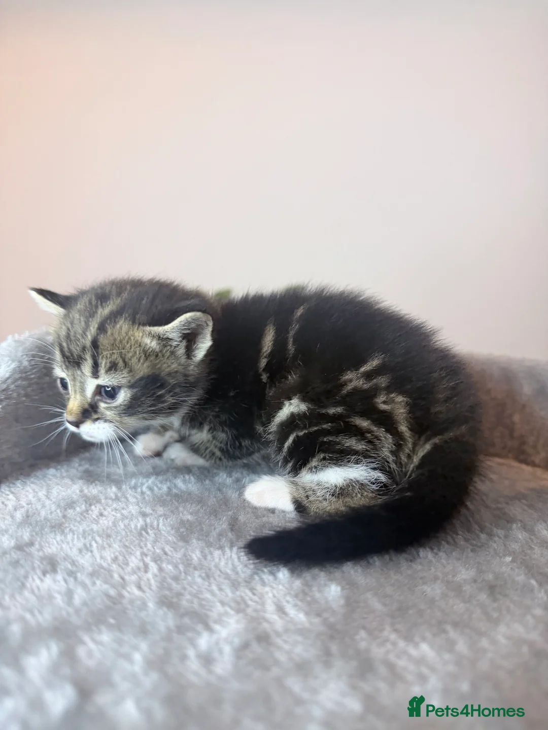 American Shorthair cats for sale: American shorthair/domestic shorthair kittens   in London - Advert 10