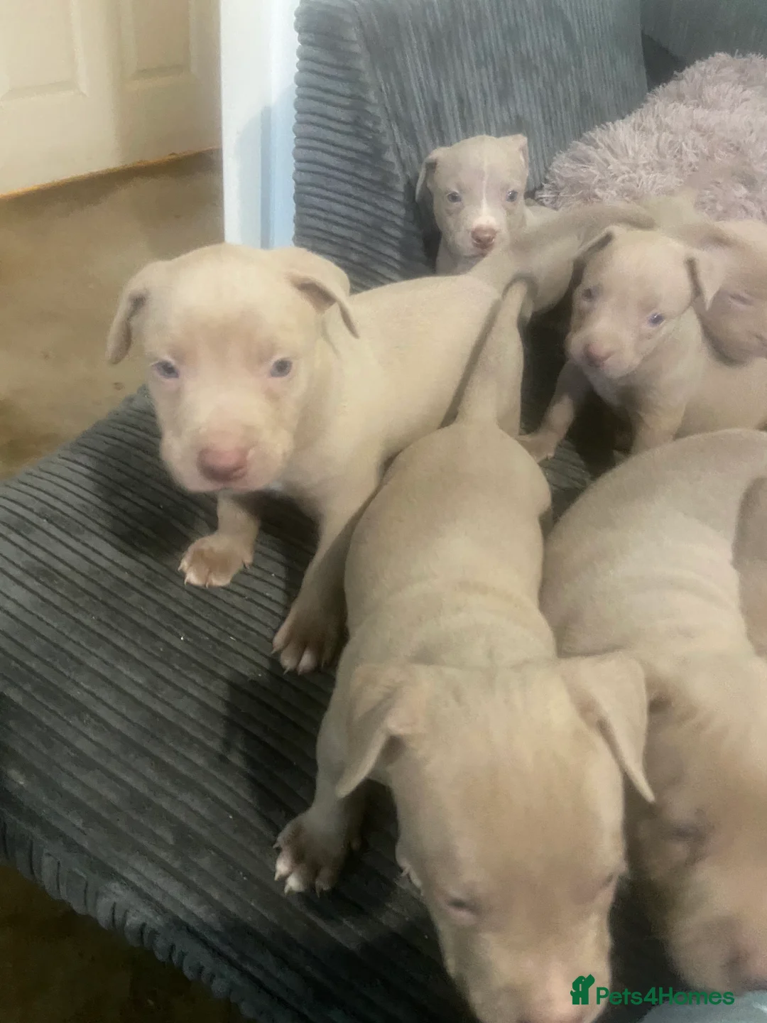 Staffordshire Bull Terrier dogs for sale: Blue merla - Advert 16