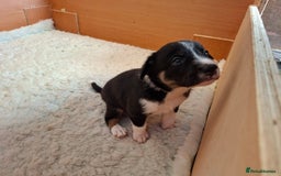 Border Collie dogs for sale: Border collies for sale - Image 15