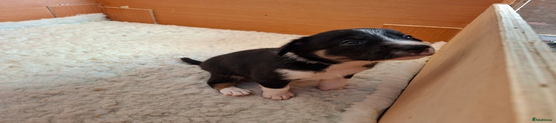 Border Collie Puppy 2