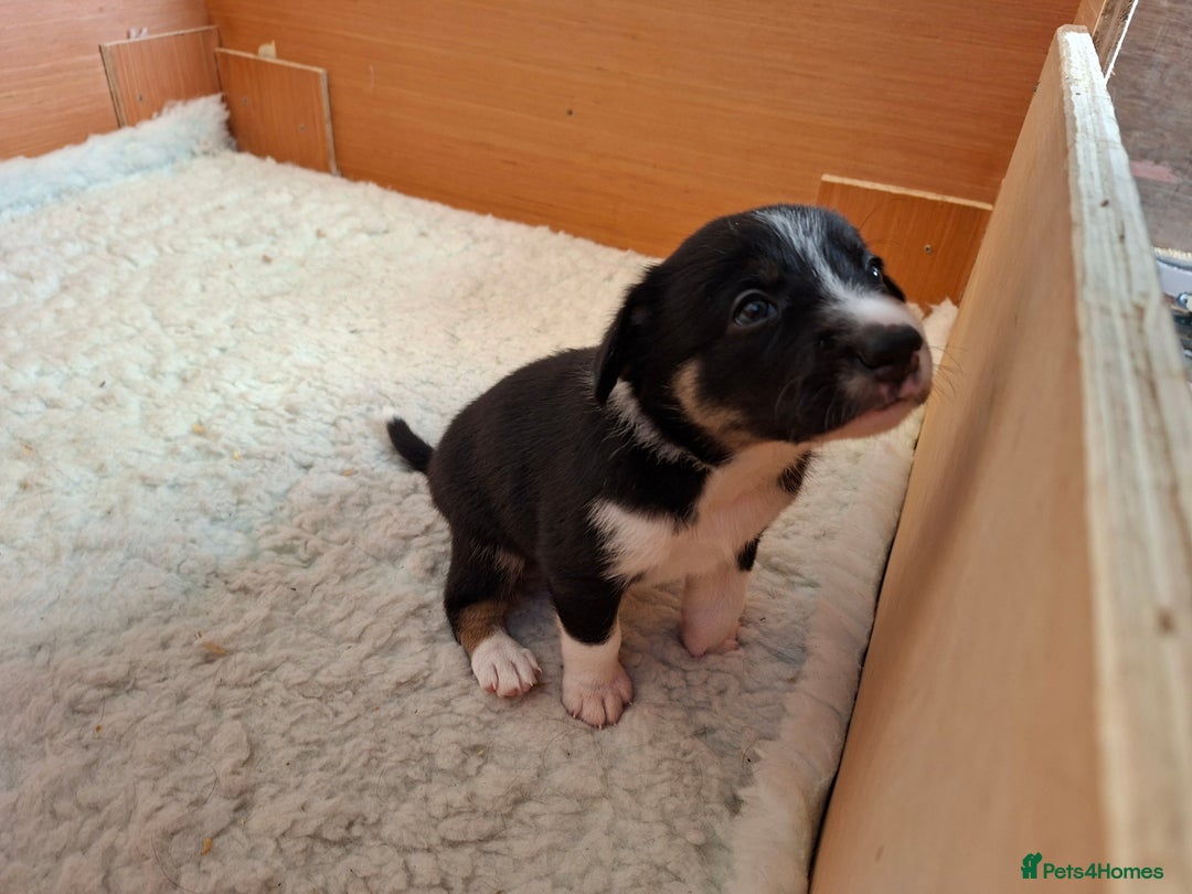 Border Collie dogs for sale: Border collies for sale - Image 15