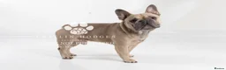 French Bulldog dogs for stud: Fawn French Bulldog - Advert 3