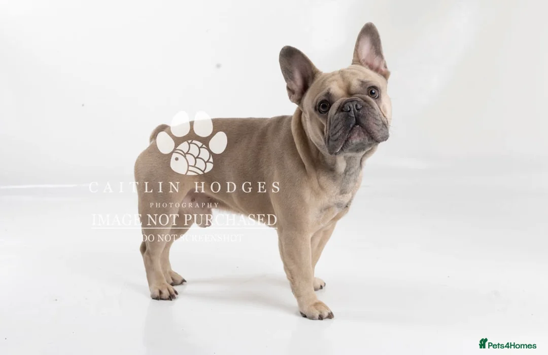 French Bulldog dogs for stud: Fawn French Bulldog - Advert 3