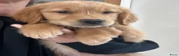 Golden Retriever dogs for sale: Beautiful KC Golden Retriver Puppies  - Advert 13