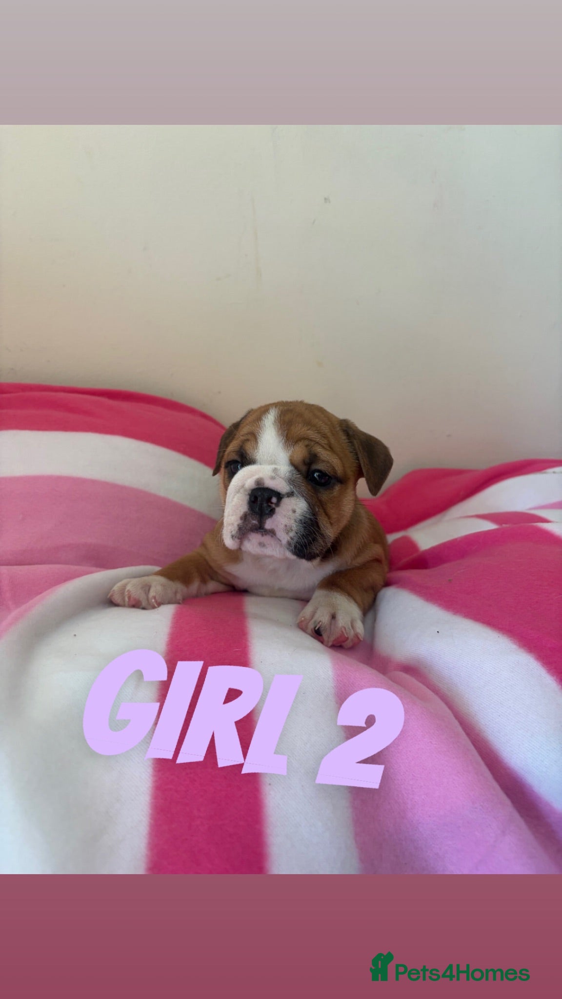 English Bulldog dogs 3 beautiful girls available healthy Traditional  - Advert 2