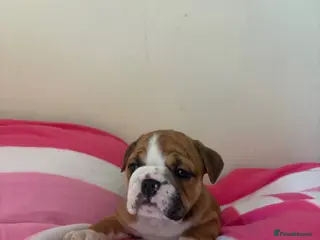 English Bulldog dogs 3 beautiful girls available healthy Traditional - Advert 2