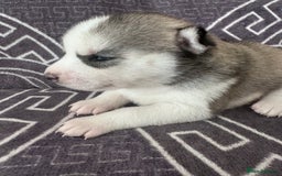 Siberian Husky dogs for sale: full-breed Siberian Husky Puppies  - Image 13