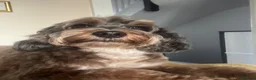 Cockapoo dogs for sale: Outstanding Cockapoo Puppies – Raised in my home. - Advert 1