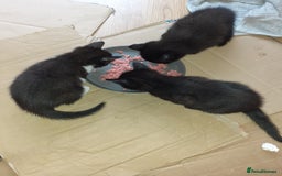 Domestic Shorthair cats for sale: Beautiful, friendly, playful &healthy kittens - Image 11
