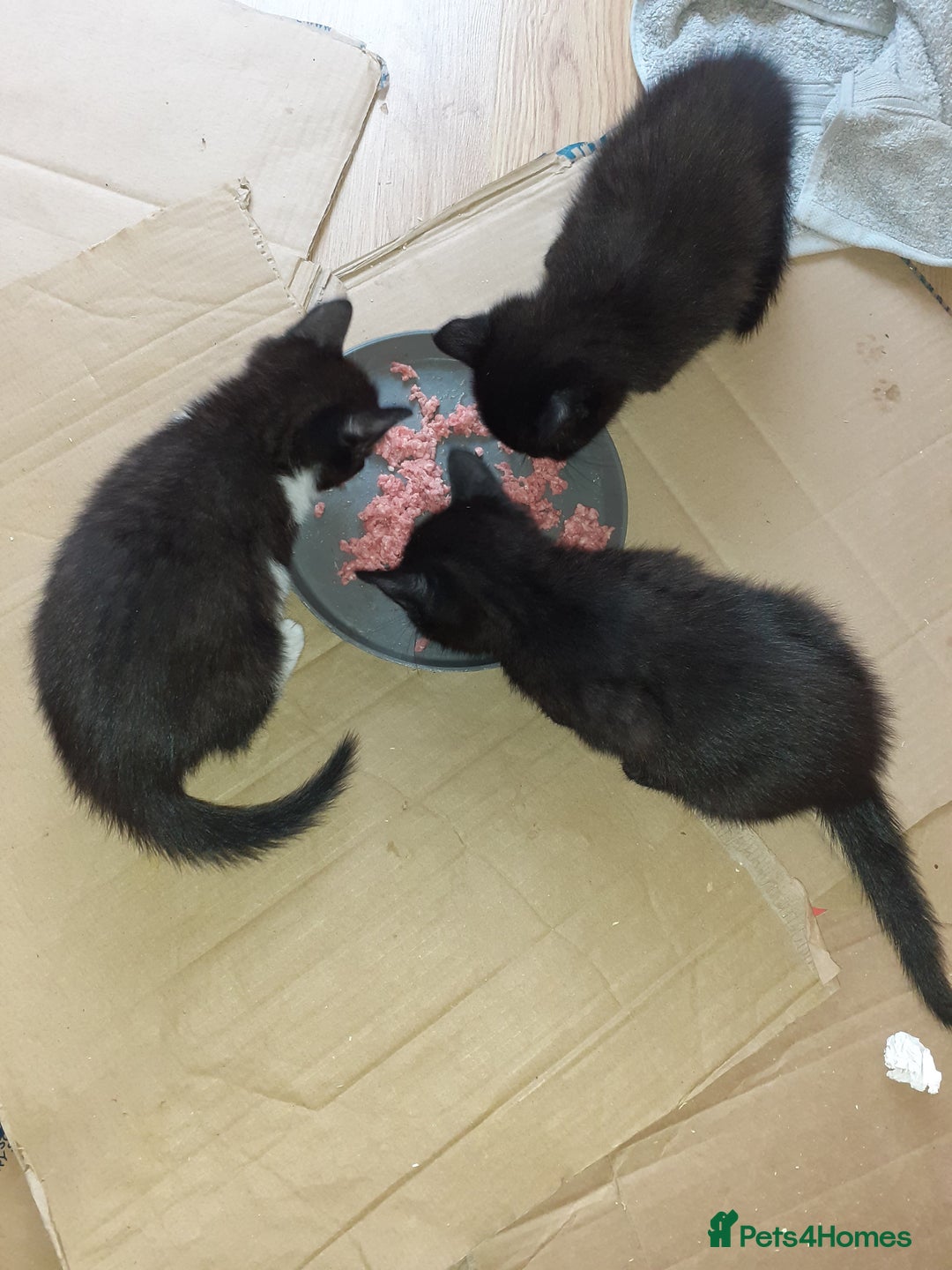 Domestic Shorthair cats for sale: Beautiful, friendly, playful &healthy kittens - Image 11