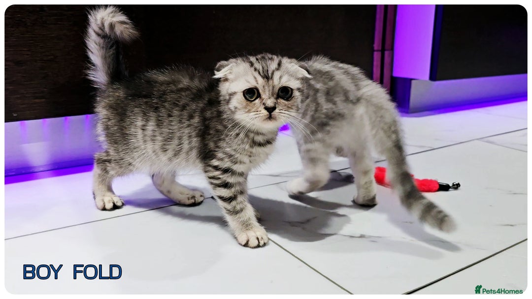 Scottish Fold cats for sale: Scottish Fold Kittens ( Delivery  available) - Image 9
