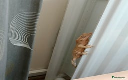 Gecko reptiles for sale: 2 Crested Geckos  - Image 2