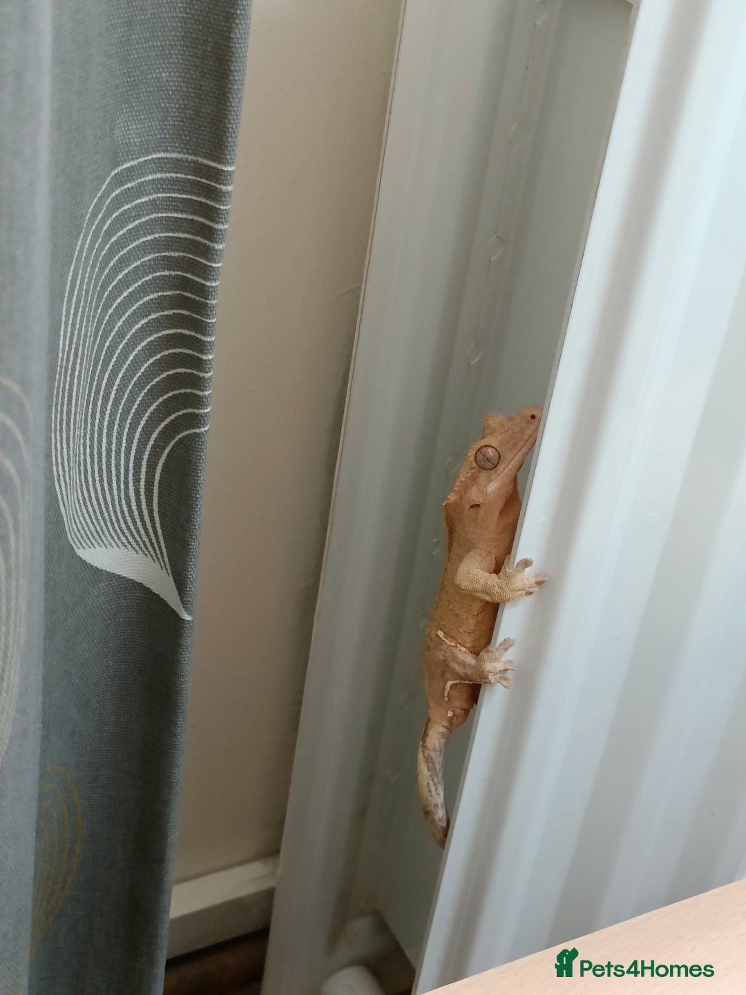 Gecko reptiles for sale: 2 Crested Geckos  - Image 2