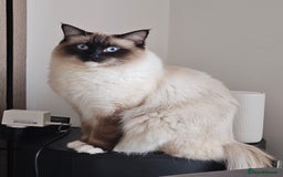 Ragdoll cats for sale: Male Ragdoll  - Image 4