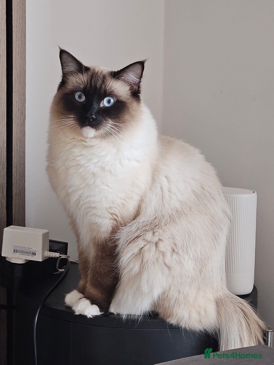Ragdoll cats for sale: Male Ragdoll  - Image 4