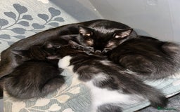 Domestic Shorthair cats for sale: Three kittens available need a loving home  - Image 6