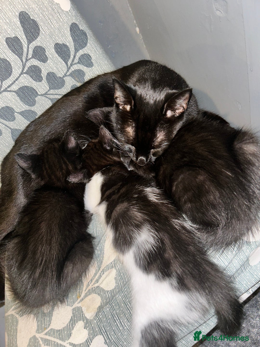 Domestic Shorthair cats for sale: Three kittens available need a loving home  - Image 6