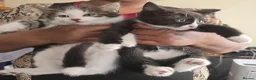 Mixed Breed cats for sale: Beautiful Bengal and Himalayan Kittens for Sale - Advert 13