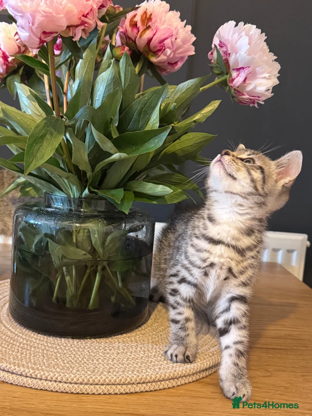 British Shorthair cats for sale: Beautiful Shorthair Kitten - Advert 2
