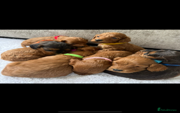 Cockapoo dogs for sale: 🌟 Reserved 🌟 - Image 2