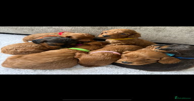 Cockapoo dogs - Advert 9