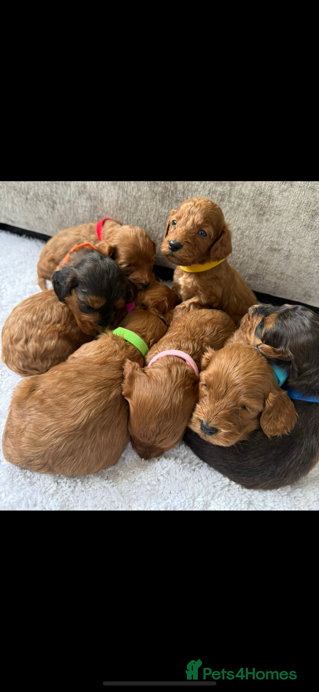 Cockapoo dogs for sale: 🌟 Reserved 🌟 - Image 2