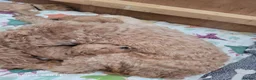 Cockapoo dogs for sale: Beautiful Cockapoo F1B Puppies  🐶❤️ - Advert 17