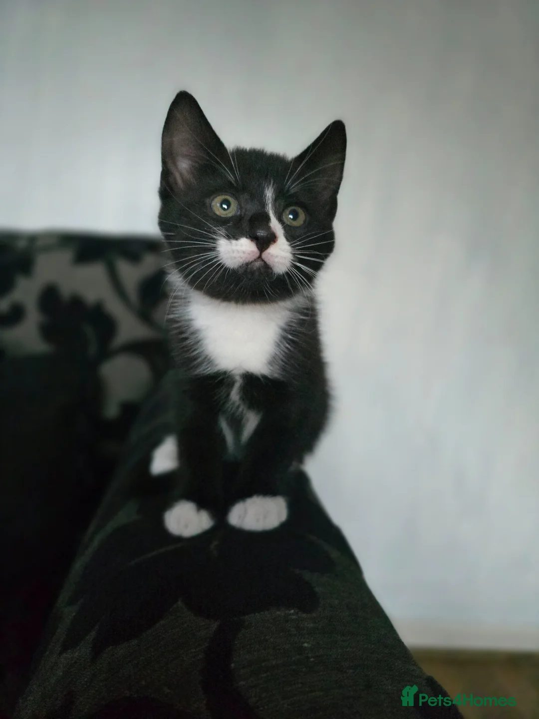 Mixed Breed cats for sale: 4 beautiful kittens READY NOW! - Advert 5