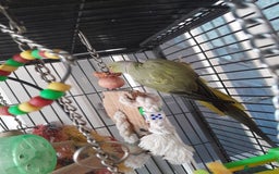 Ringnecks birds for sale: Green Indian ringneck parrot  - Image 9