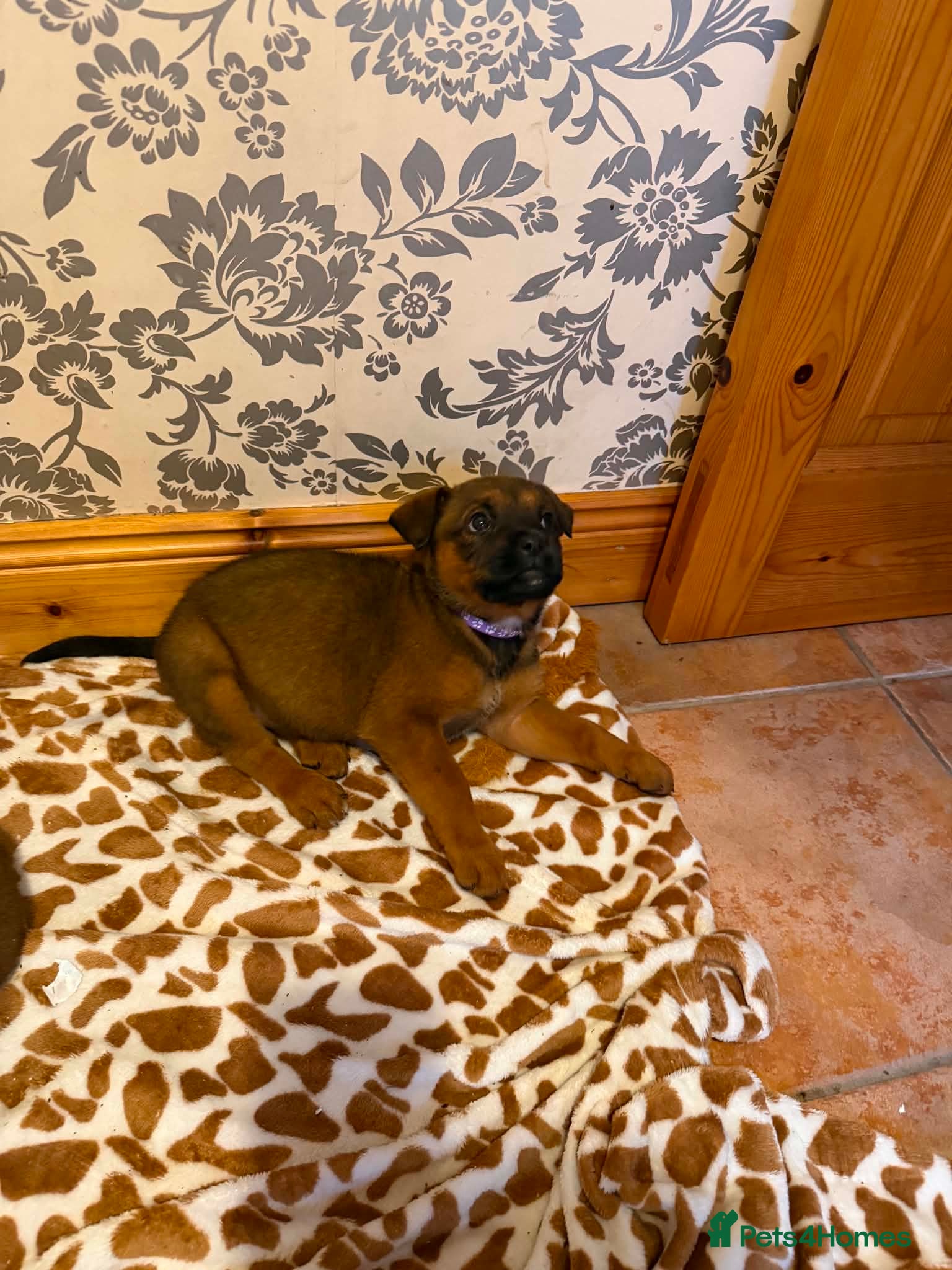 Boxweiler dogs for sale: Boxweiler pups in Omagh - Advert 12