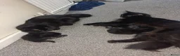 Mixed Breed cats for sale: Beautiful Fluffy Black Kittens in Uxbridge - Advert 16