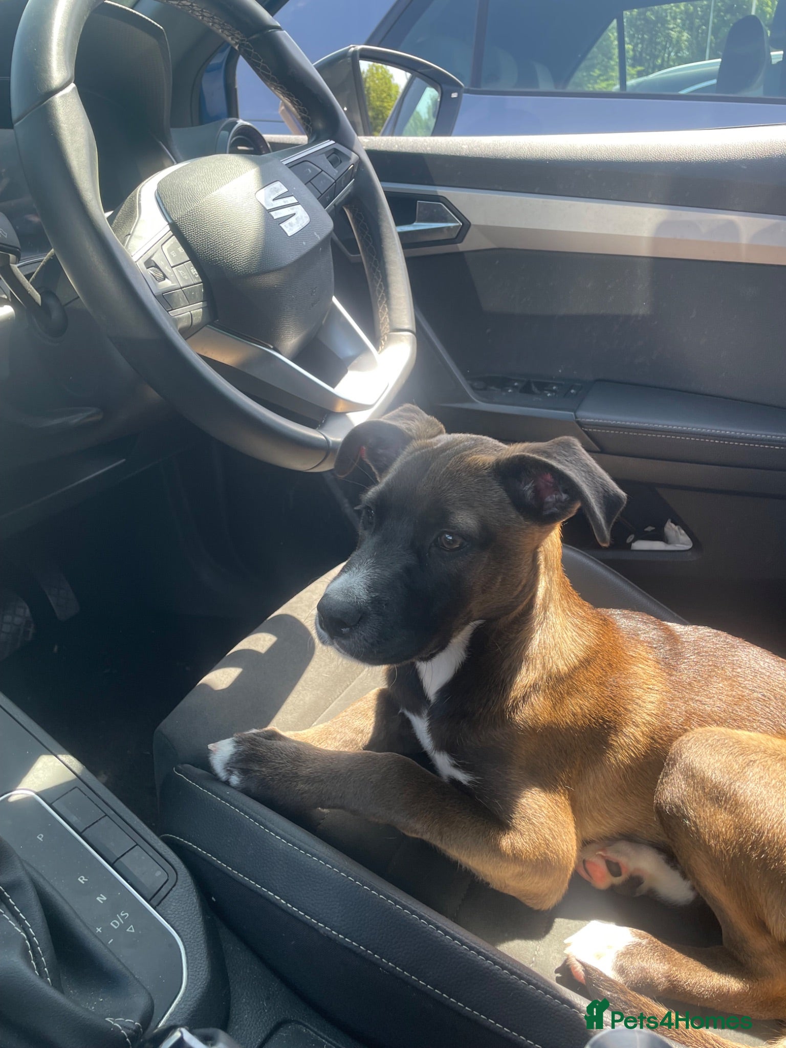 Mixed Breed dogs Cane corso x husky - Advert 1