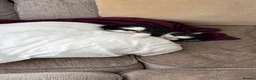 Mixed Breed cats for sale: Two boys looking for family  - Advert 8