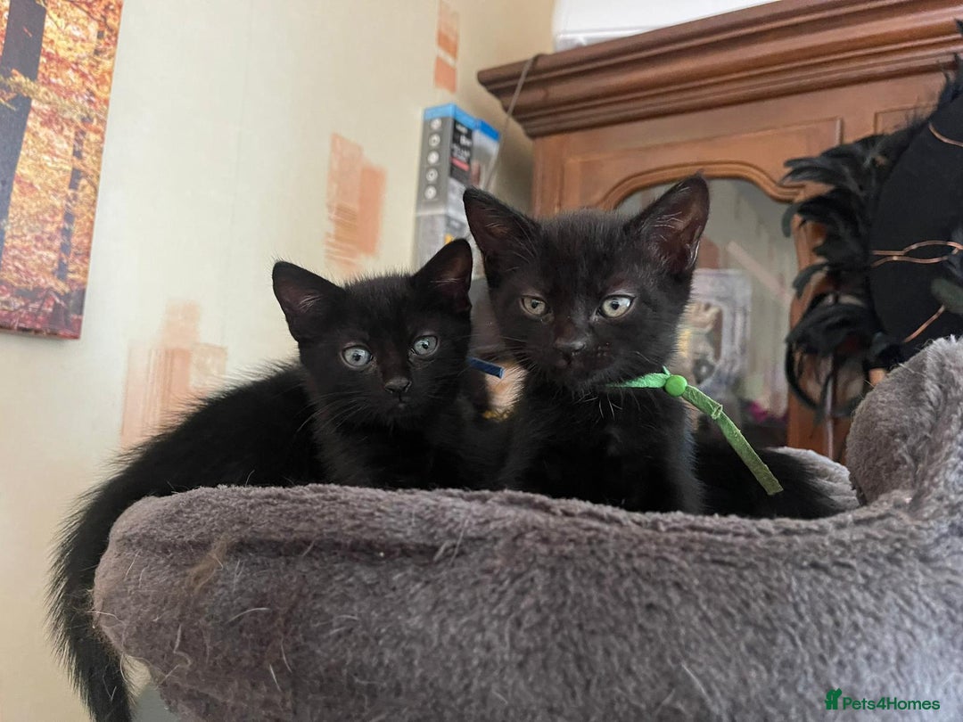 Maine Coon cats for sale: Last 2 beautiful Maine coon x males  - Image 18