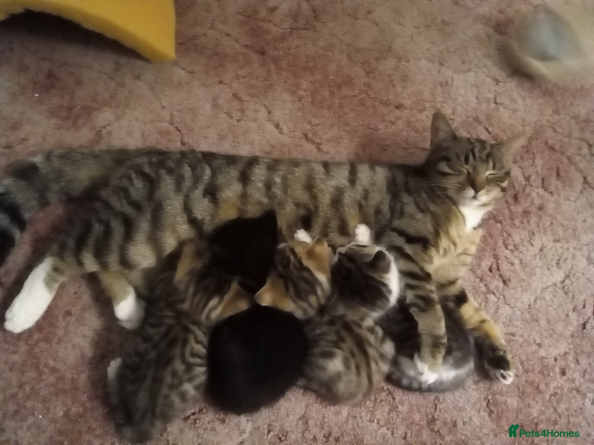 Mixed Breed cats Three 8 Weeks Old Female Kittens - Advert 1