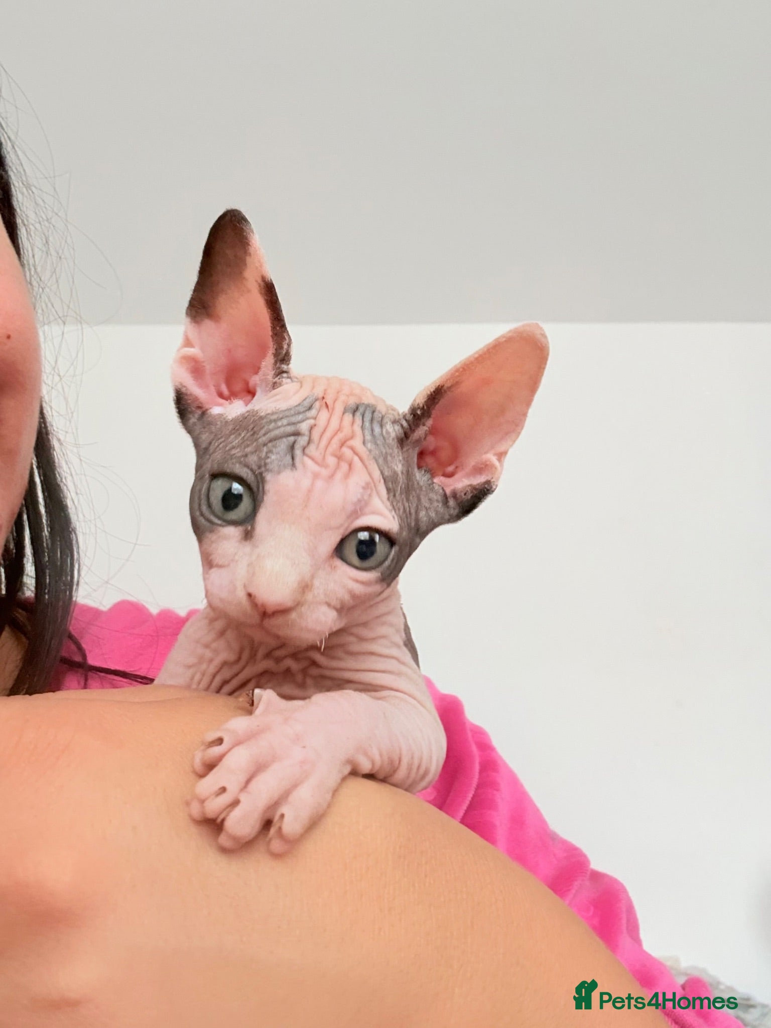 Sphynx cats Adorable sphynx kittens❤️ - Advert 4