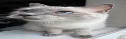 Ragdoll cats for sale: Beautiful Ragdoll kittens in Barnsley - Advert 1