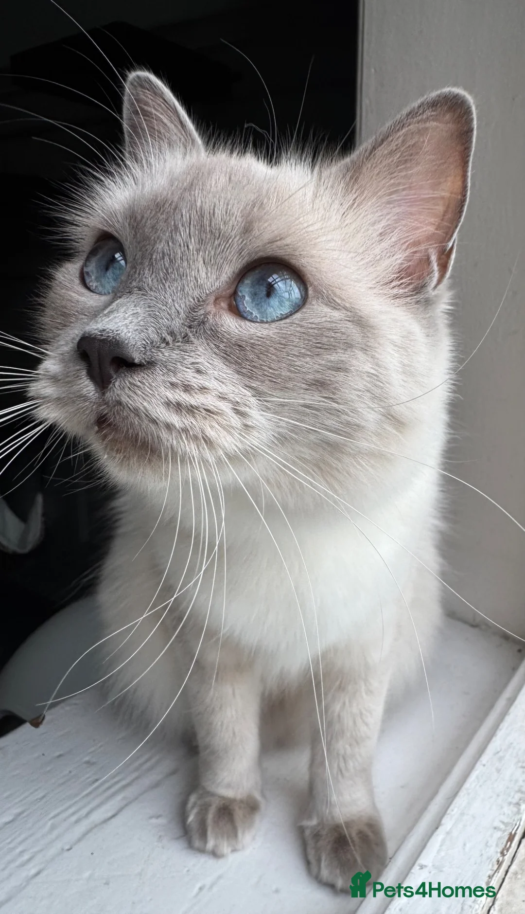 Ragdoll cats for sale: Beautiful Ragdoll kittens in Barnsley - Advert 1
