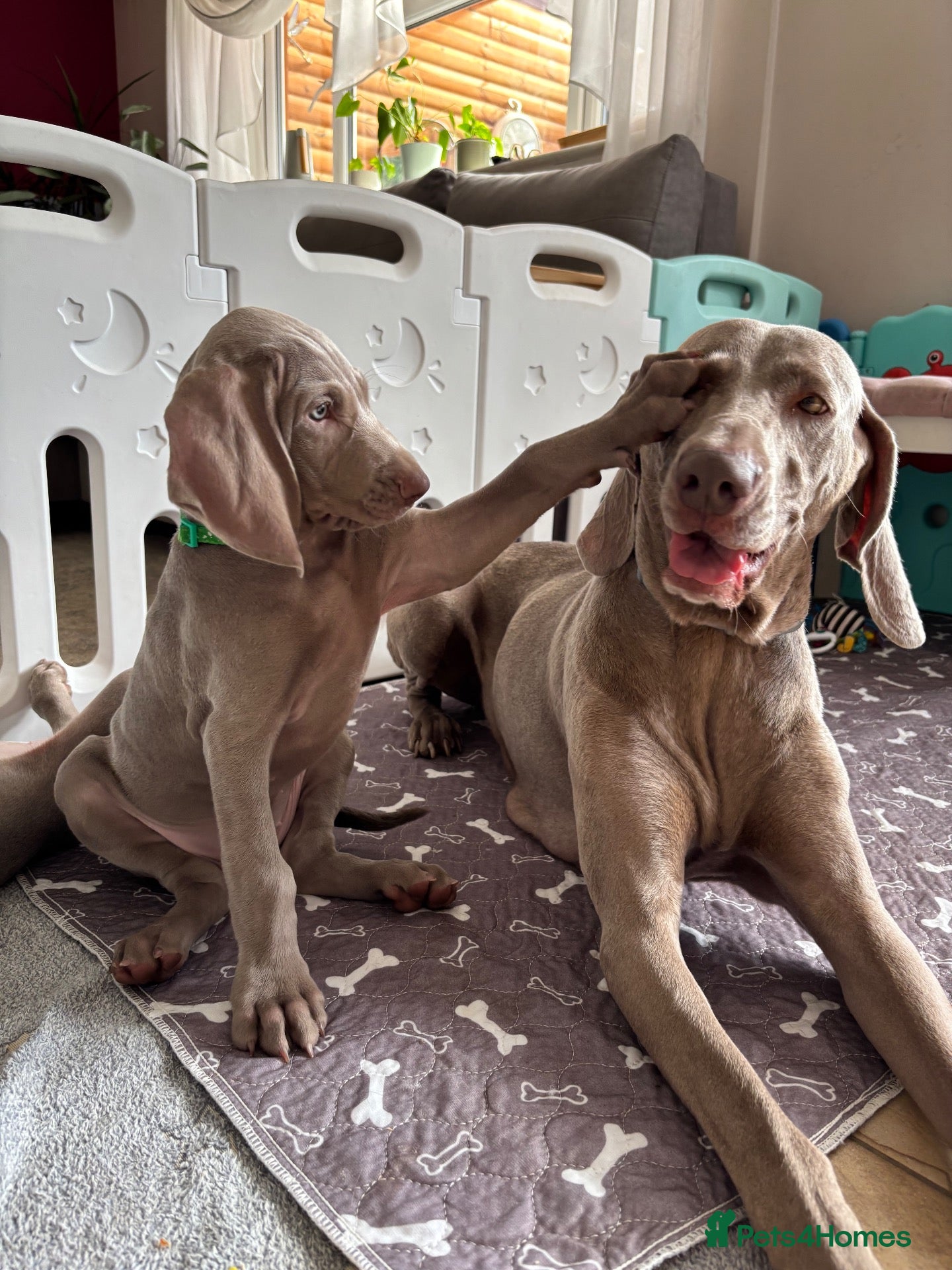 Weimaraner dogs 🥰🩷1 KC girl🩷 ready for their forever homes  - Advert 3