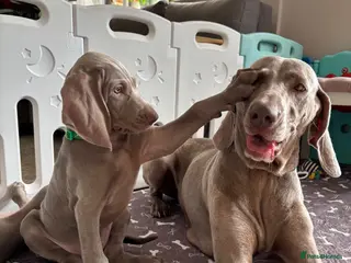 Weimaraner dogs 🥰🩷1 KC girl🩷 ready for their forever homes - Advert 3