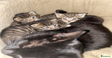 Mixed Breed cats Kittens for sale  - Advert 10
