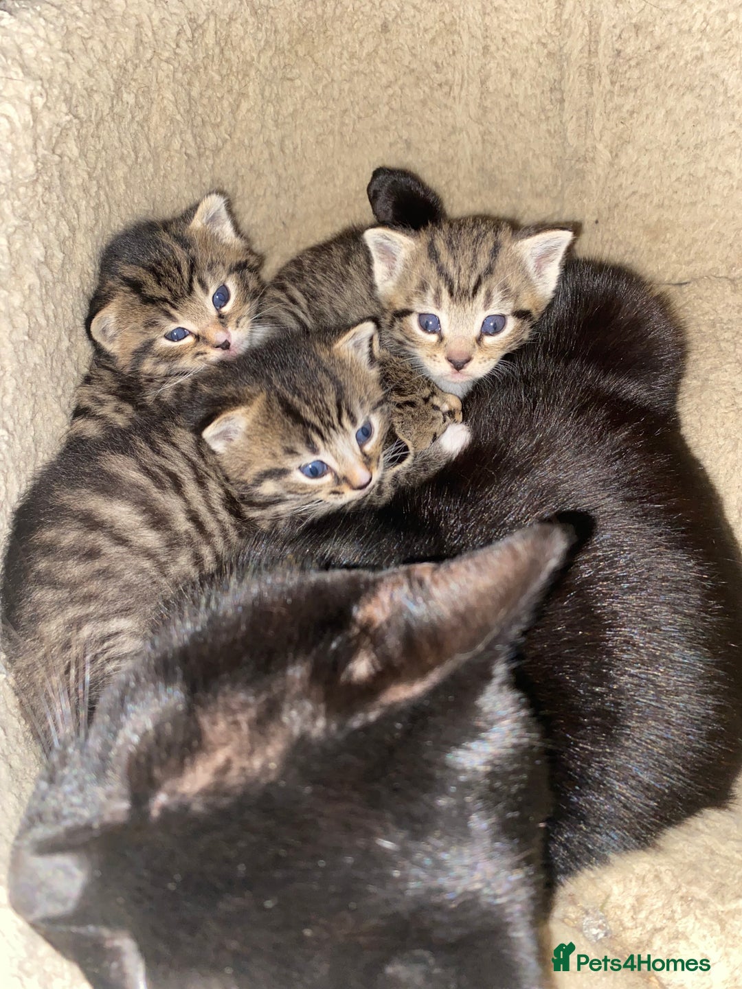 Mixed Breed cats for sale: Kittens for sale  - Advert 3