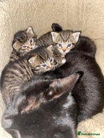 Mixed Breed cats Kittens for sale - Advert 5