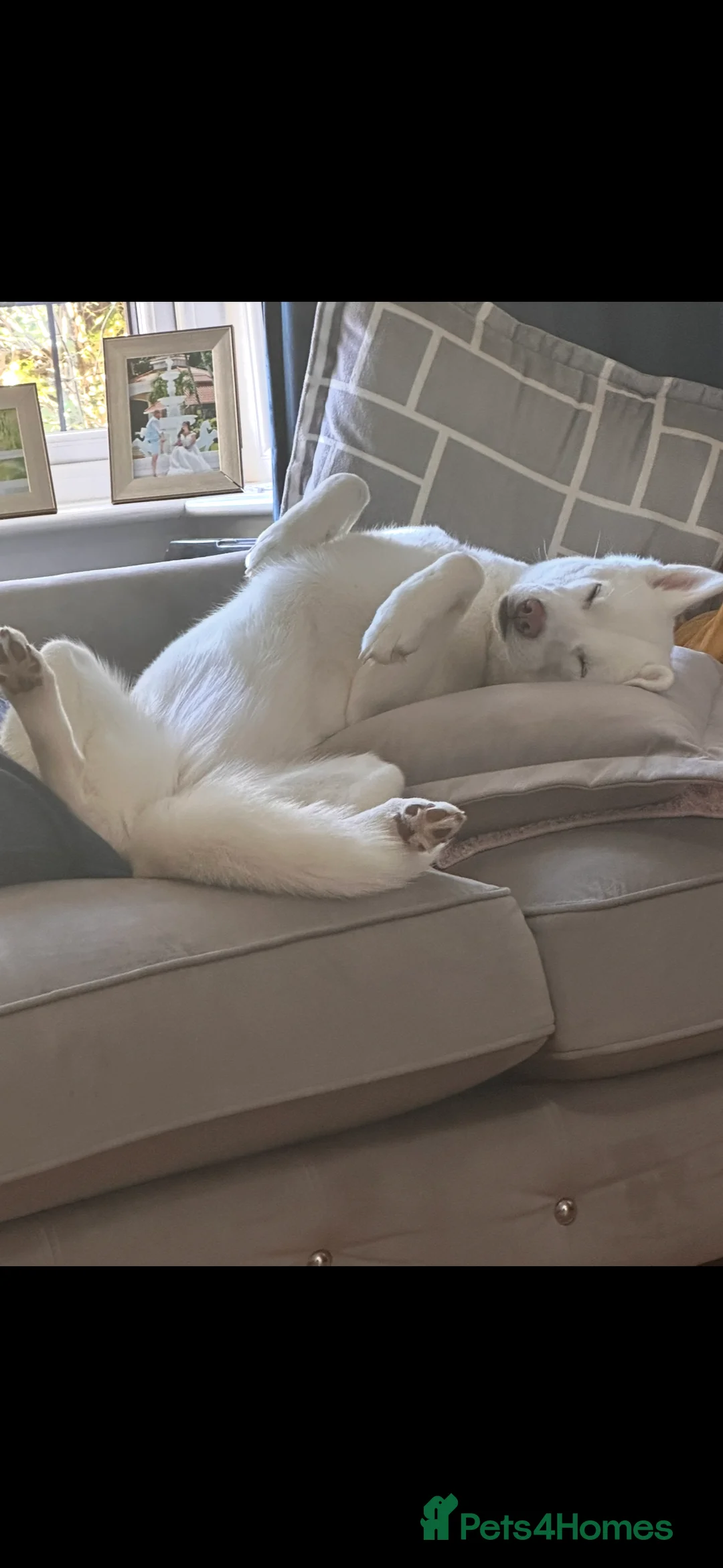 Siberian Husky dogs for sale: KC registered Siberian husky - Advert 3