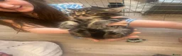 Mixed Breed cats for sale: Kittens  - Advert 10